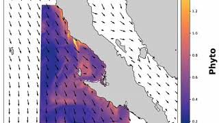 Phytoplankton dynamics in a hurricane simulation