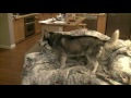 Husky jump into sofa