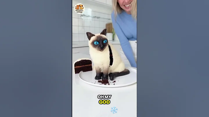 Video 11578731: siamese cat pets, siamese cat reaction, siamese cat funny, cat funnycats