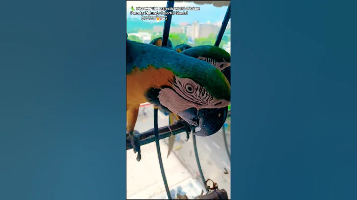 🦜 Discover the Majestic World of Giant Parrots: Nature's Colorful Giants! #greeniguanas  #parrot