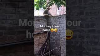 monkey climb on our wall#funny #viral #sila Khan shorts #surprise #pakistan#islamabad