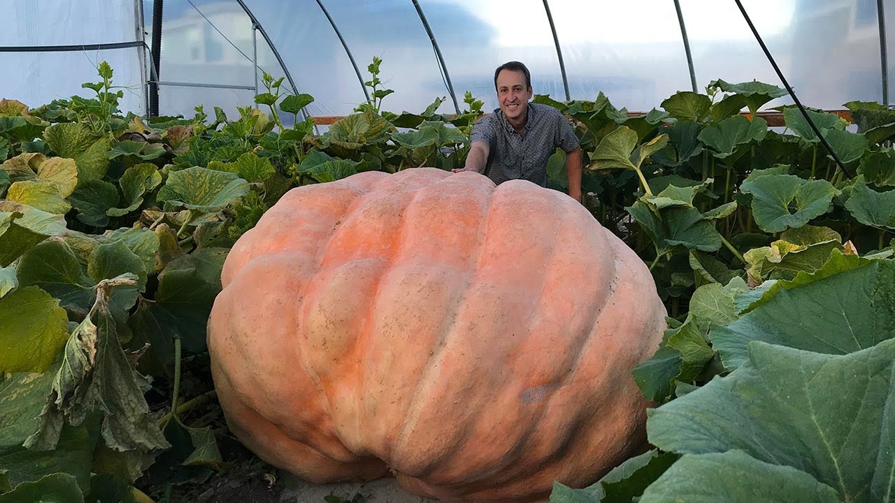 How to Grow a Giant Pumpkin: Secrets to Growing 1000+ Pound Pumpkins