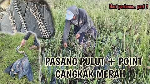 PASANG PULUT BELIBIS hari pertama Point CANGKAK MERAH JUMBO... 