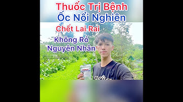 Thuốc Phòng Trị Bệnh Ốc Nổi Nghiên Và Chết Không Rỏ Nguyên Nhân
