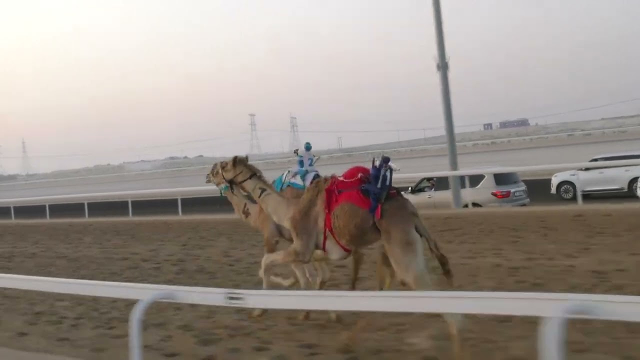 الشوط 4(شاهين) للسيد: ساري الصغير سالم العامري  توقيت 02:17