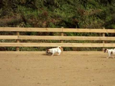 Dog Soccer Jack Russell Style starring McRae & Seb...