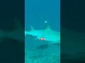 Cette île perdue est un paradis méconnu des touristes #shorts