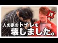 【悲報】人の家のトイレを壊してしまいました。