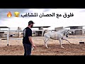 بدايات عسف حصان واكشن على الخفيف مع الصويتي  