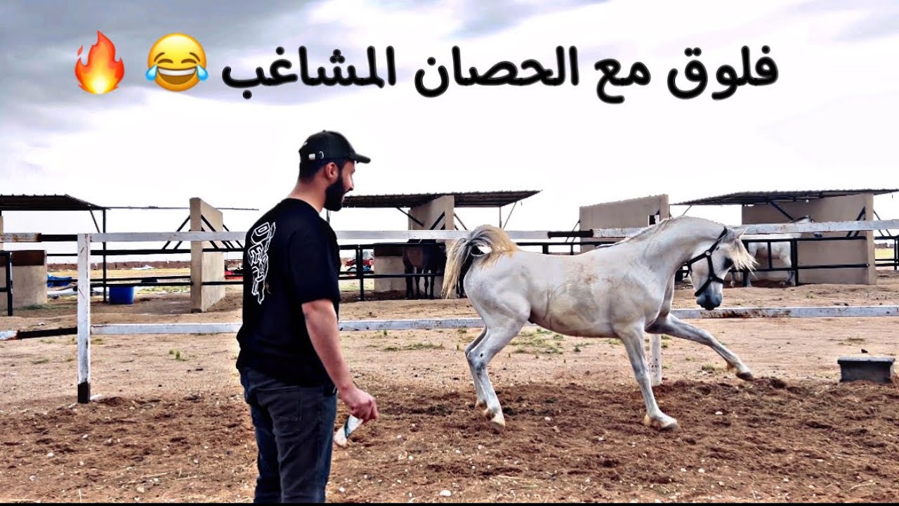 بدايات عسف حصان واكشن على الخفيف مع الصويتي 🔥