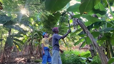 As food shortages fester, Cuban business sources local