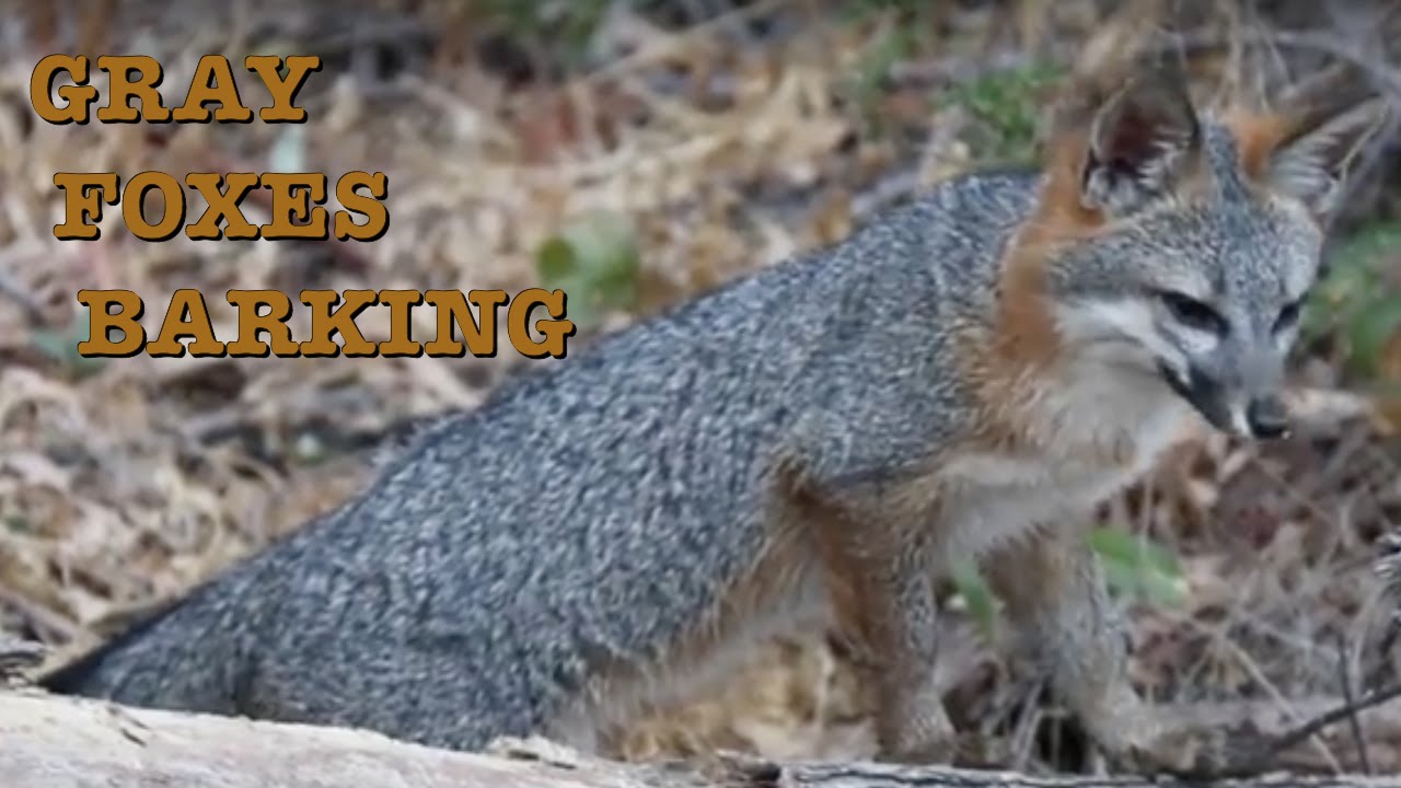 Grey Foxes barking and fighting YouTube