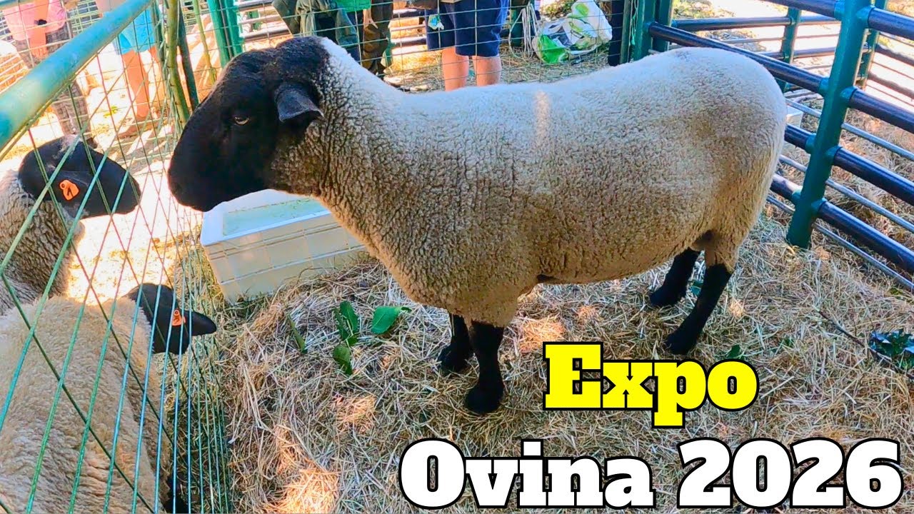 Recorrido por la EXPO OVINA 2026 de CHONCHI 🐑🍖🌳 
