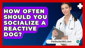 How Often Should You Socialize A Reactive Dog? - PetGuide360.com