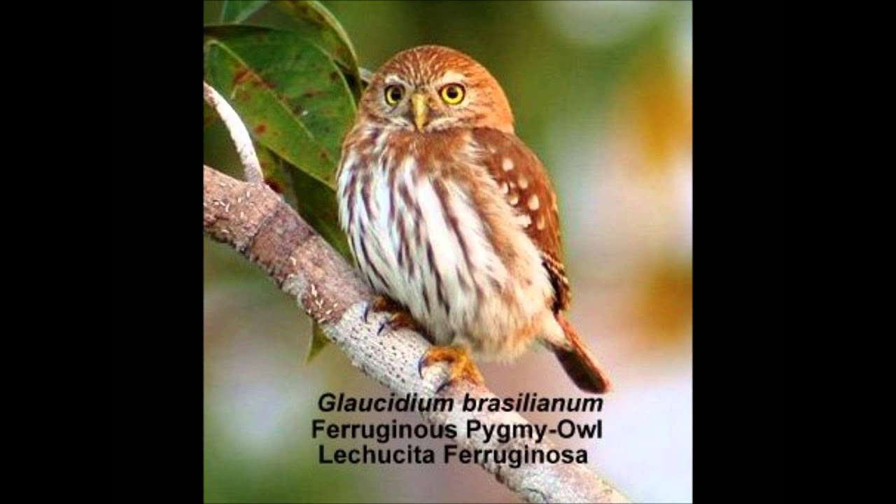 Ferruginous Pygmy-Owl 