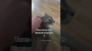 These two white cats are so beautiful#cat#catvideos