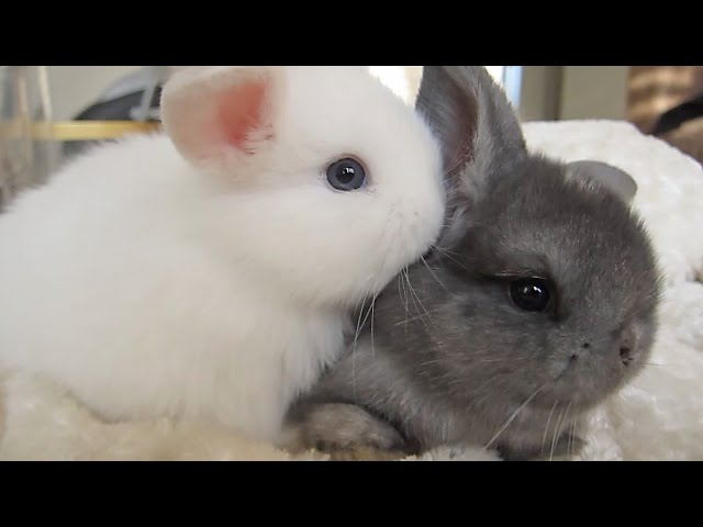 Baby Bunnies In Cups 