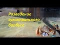 Разведение суматранского барбуса 1 часть. Spawning tiger barbus.