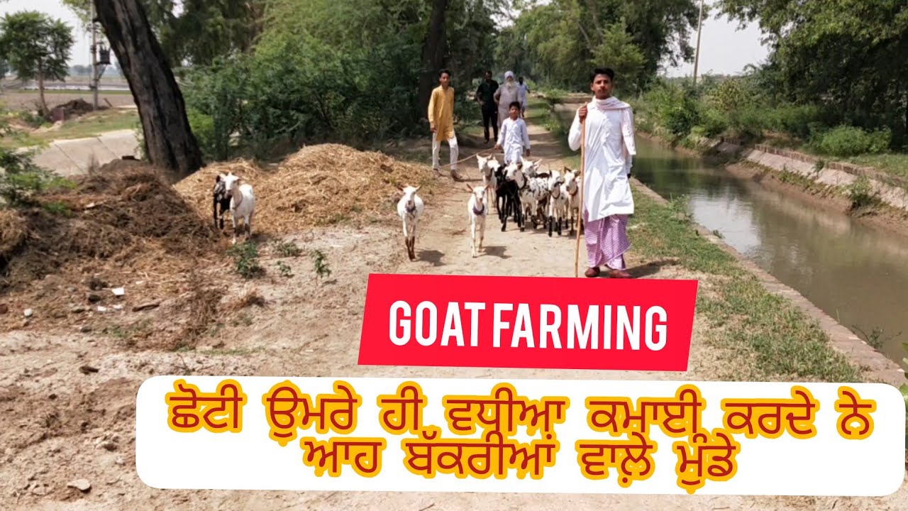 ਬੱਕਰੀਆਂ ਚਾਰਨ ਵਾਲੇ ਦਿਲਦਾਰ ਬੰਦੇ। बकरियां चारण वाले दिलदार बंदे। Panjaab Paidavar। सुखी शेरगिल। पंजाब