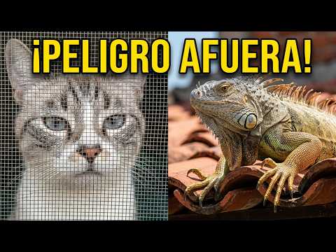 Diario de un Gato: Una musaraña y sus garritas!🙀