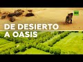 Un desierto de China se convierte en un oasis tras 60 años