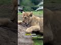 Lion Cubs: Growing Up in a Creche