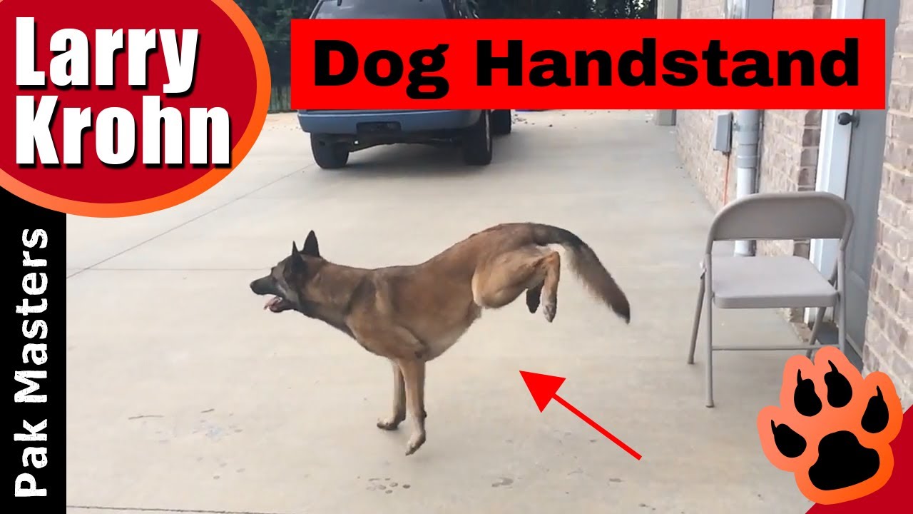 Amazing Dog Training / Slow motion reverse handstand YouTube