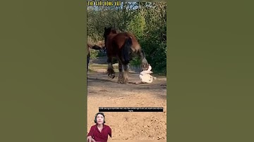 Cú đá của ngựa mạnh đến mức nào? #shortvideo #shorts  #thegioidongvat.