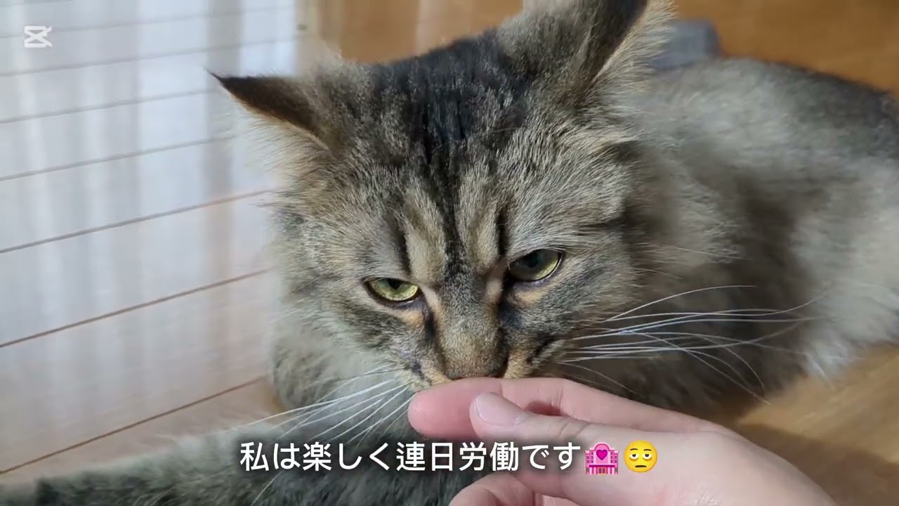 Good morning to all our patrons 🐱 on Tuesday, May 5th