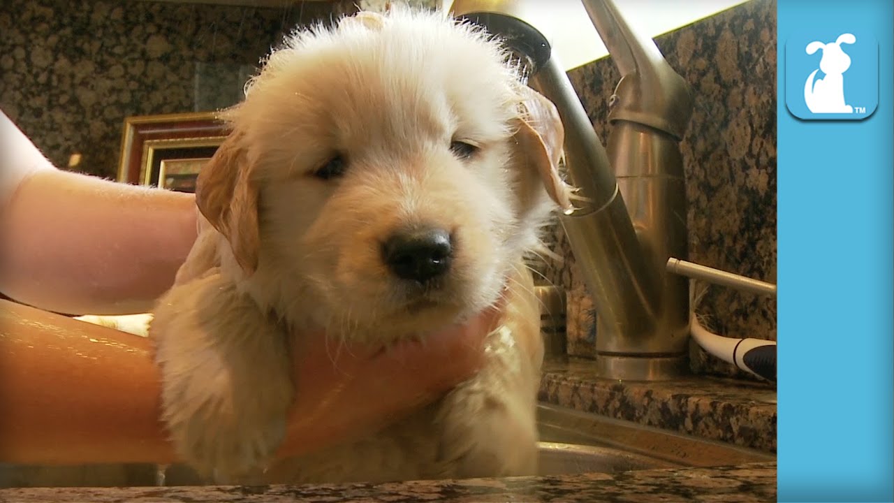 cute funny pet videos Baby Puppies & Kittens Get Bathed (COMPILATION)