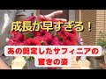 あの切ったペチュニアサフィニアどうなった？【園芸】【切り戻し】