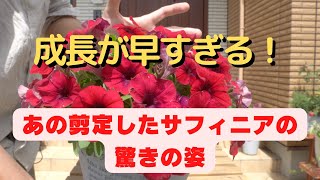 あの切ったペチュニアサフィニアどうなった？【園芸】【切り戻し】