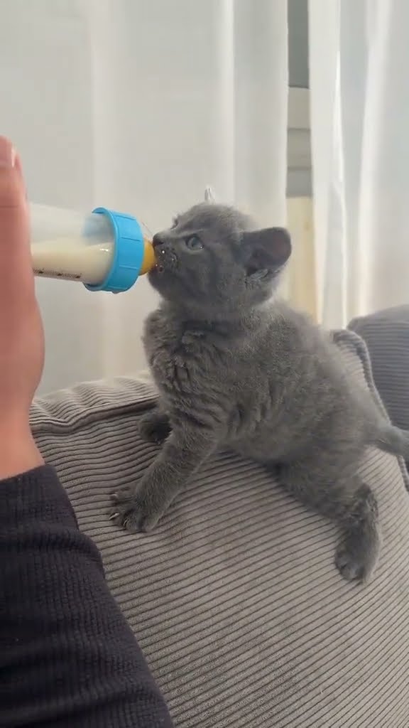 Bébé chaton très mignon ♥️ ♥️ ♥️ ♥️ ♥️ ♥️ ♥️