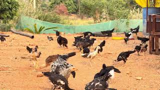 Country Chicken Vid1