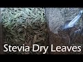 Stevia dry leaves