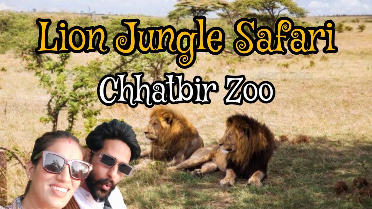 chhatbir zoo jungle safari