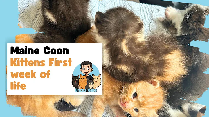 Video 10782311: newborn maine coon kitten