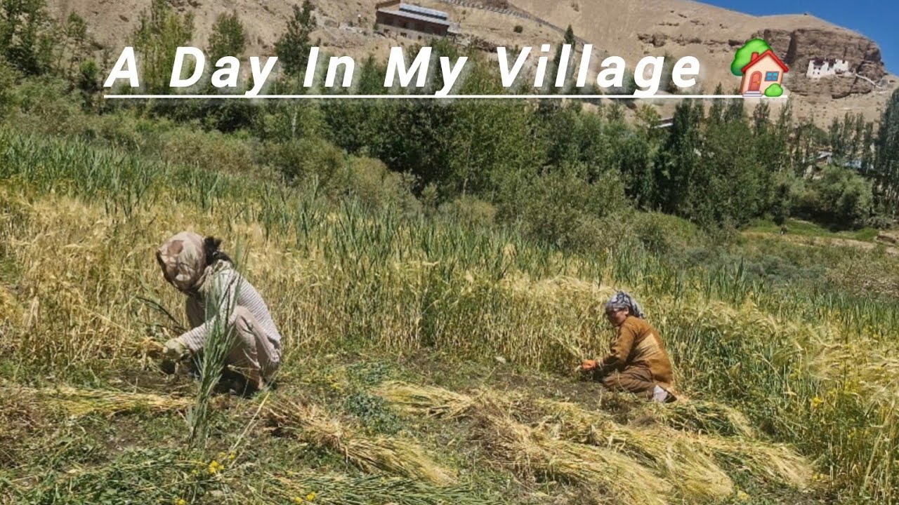 A Day In My Village || Village life in ladakh ||Harvesting wheat 🌾