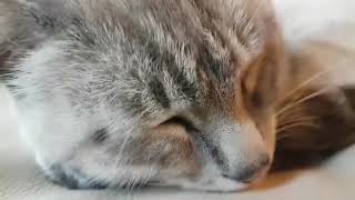 Что чувствует кот когда теряет друга? Что чувствует кот когда теряет друга?