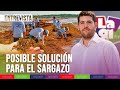 🐠El impacto del sargazo en nuestras playas y el ecosistema marino. I Matutino 91