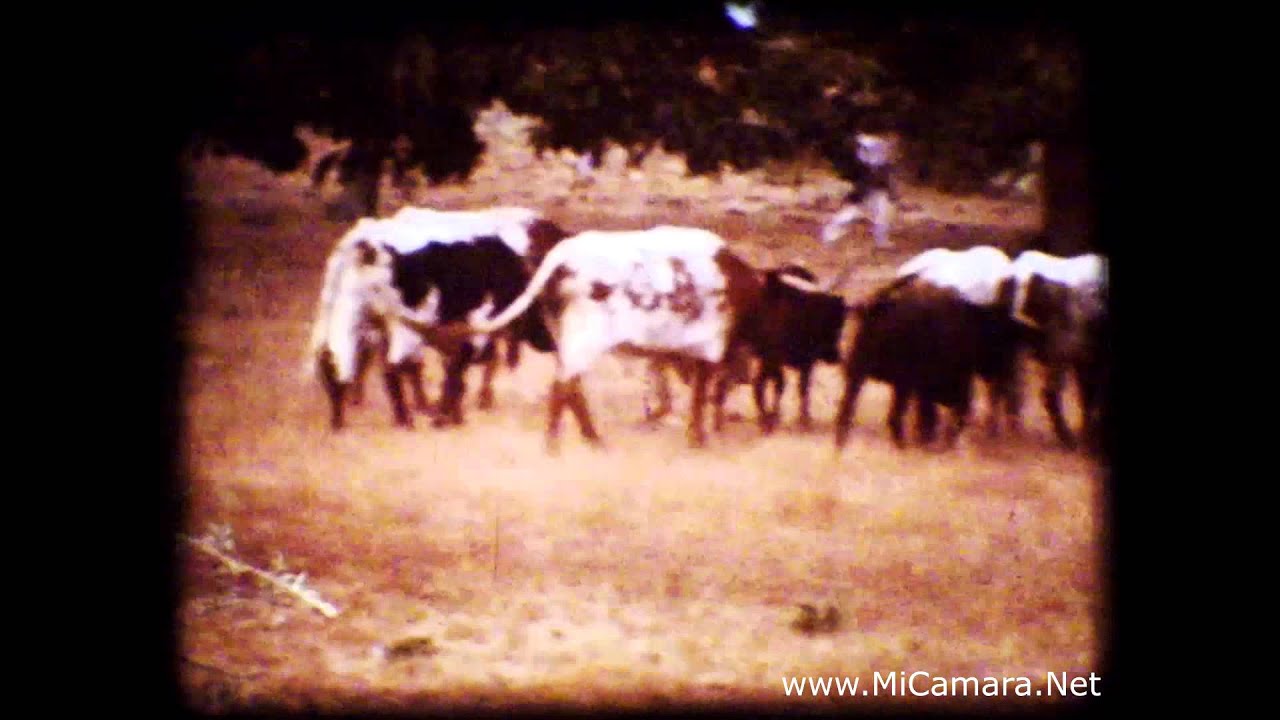 Película de super8 recuperada. Toros de Fermoselle y asados en el campo.