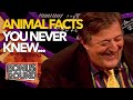 ANIMAL FACTS YOU DIDN'T KNOW On QI! Best Of QI with Stephen Fry & Sandi Toksvig