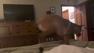 Charlie Dog on Bed - High Energy Jump Time