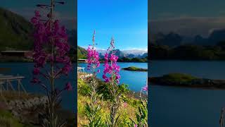 Lofoten is an archipelago and a traditional district in the county of Nordland, Norway.