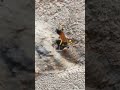 Yellow Potter Wasp - Delta campaniforme &amp; Wasp cleaning debris from his home!