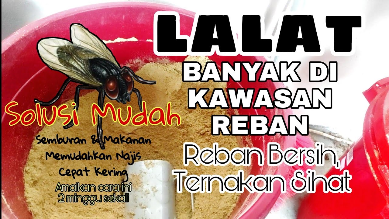 (EP29) - Masalah LALAT di reban ayam?..solusi mengatasi dengan pemberian MAKANAN / DEDAK