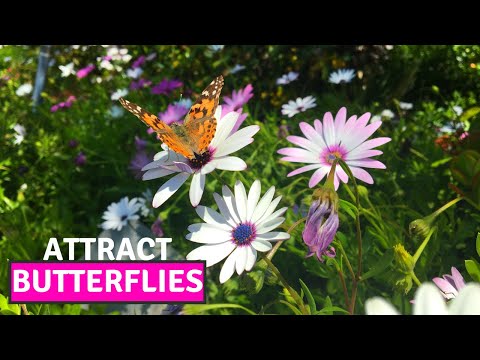 How to Collect the Seeds of Osteospermum/ African Daisy | Easiest Way to Propagate| BirdofParadise