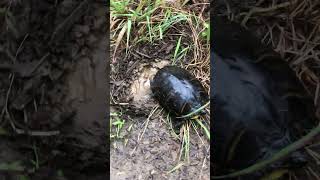 Box Turtle Laying Eggs in Georgia | Rare Nesting Moment