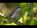 Try To Hear This Lesser Whitethroat Try To Hear This Lesser Whitethroat