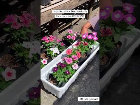 Rare Premium Vinca